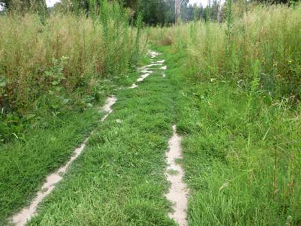 Boundary Trail surface begins with low grass across the trail